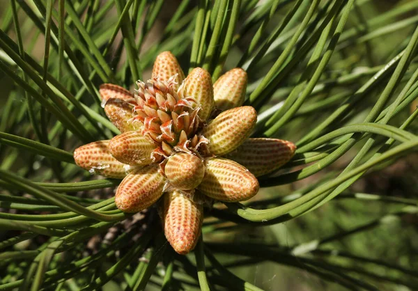 Black Pine 'ın güzel çiçekleri, Pinus Nigra, İngiltere' de yetişiyor..
