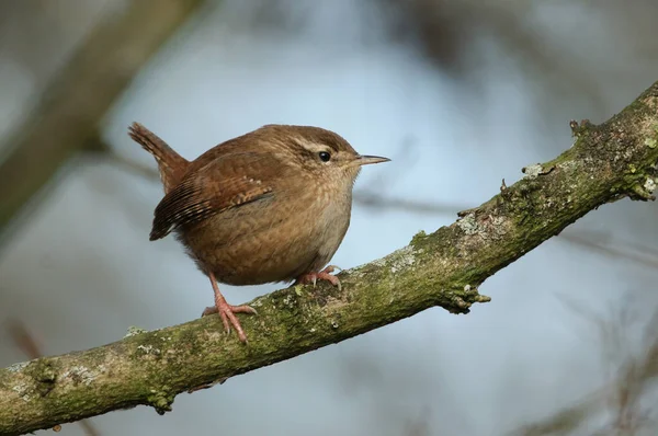 Een Schattige Wren Troglodytes Troglodytes Neergestreken Een Tak Van Een — Stockfoto