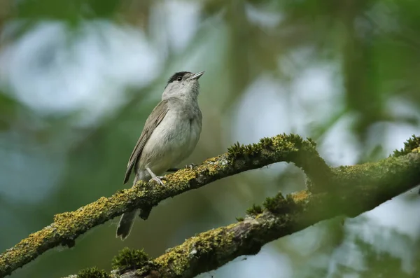 Lenyűgöző Férfi Blackcap Sylvia Atricapilla Ült Egy Ágon Egy Borított — Stock Fotó