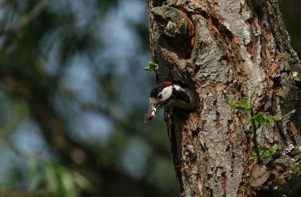 Grande Pica Pau Pintado Macho Dendrocopos Major Saindo Seu Buraco — Fotografia de Stock