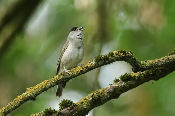 Lenyűgöző Éneklő Férfi Blackcap Sylvia Atricapilla Ült Egy Ágon Egy — Stock Fotó