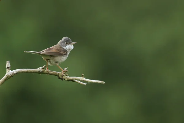 Uma Bela Whitethroat Sylvia Communis Pendurada Num Galho Uma Árvore — Fotografia de Stock