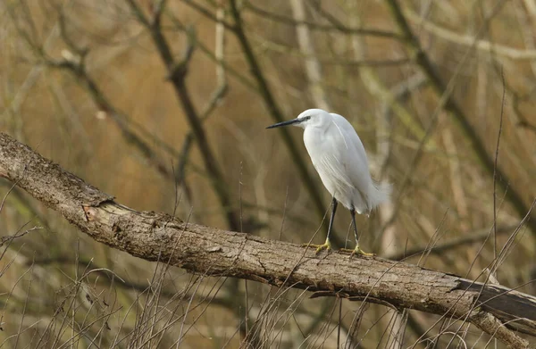 나무에 아름다운 Egret Egretta Garzetta — 스톡 사진