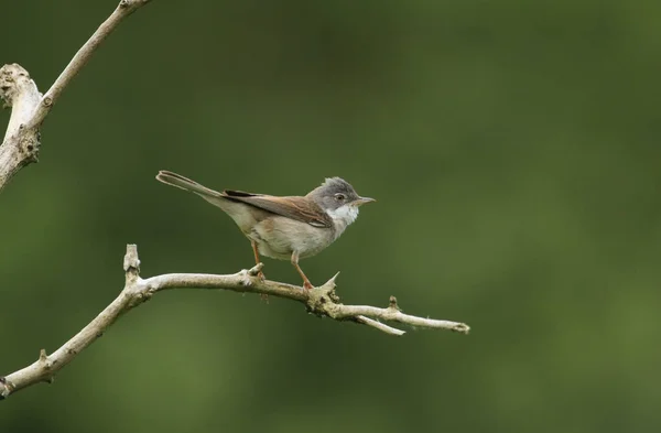 Eine Schöne Weißkehlchen Sylvia Communis Die Auf Einem Ast Einem — Stockfoto