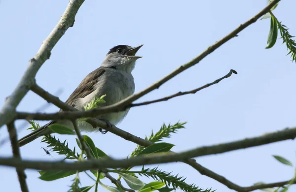 Zpěvák Blackcap Sylvia Atricapilla Sedící Větvi Vrby Jaře — Stock fotografie