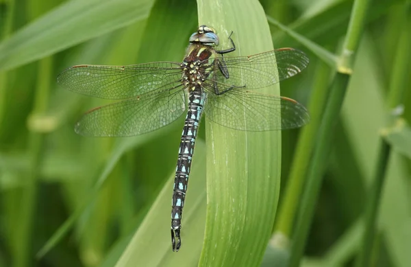 Stunning Hairy Dragonfly Brachytron Pratense Resting Reed — Stock Photo, Image