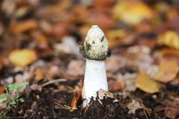Stinkhorn Phallus Impudicus Vile Smelling Mushroom Growing Woodland Covered Flies — Stock Photo, Image