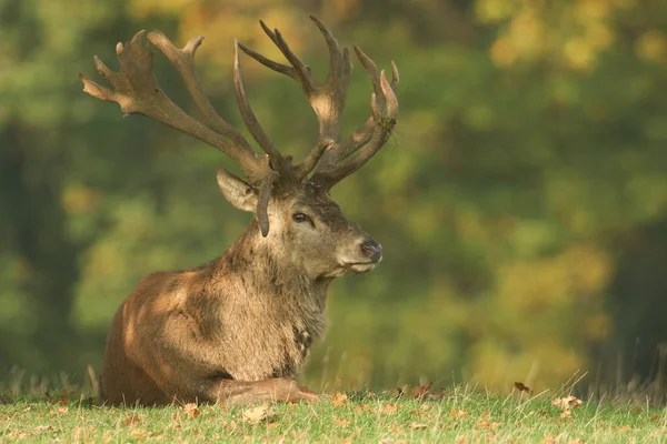 安静時の赤い鹿の切手 Cervus Elaphus — ストック写真