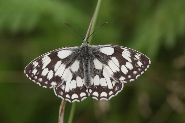 Marbled White Butterfly Melanargia Galathea Perched Blade Grass Its Wings — Stock Photo, Image