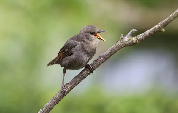 Een Luidruchtige Baby Starling Sturnus Vulgaris Roept Zijn Ouders Hem — Stockfoto