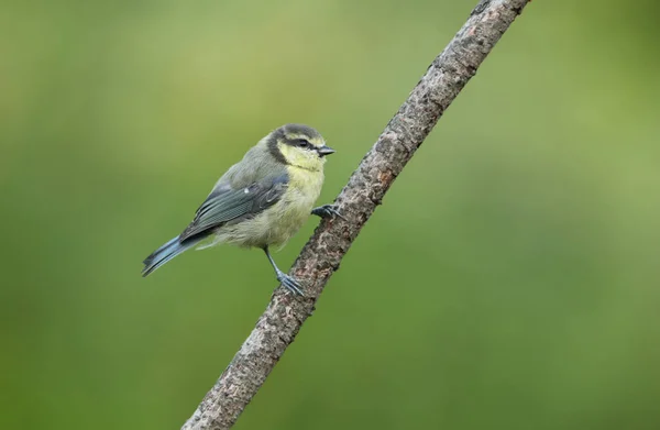 Cute Blue Tit Cyanistes Caeruleus Chick Perched Branch — ストック写真