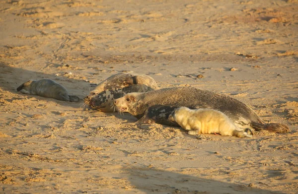 Серые Тюлени Halichoerus Grypus Мамы Новорожденные Щенки Лежат Пляже Хорси — стоковое фото