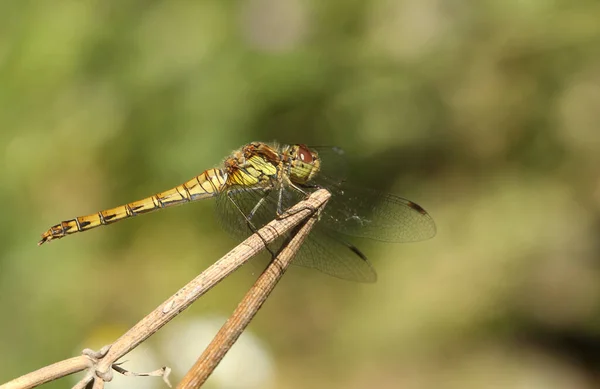 Female Common Darter Dragonfly Sympetrum Striolatum Perched Plant — Stock Photo, Image