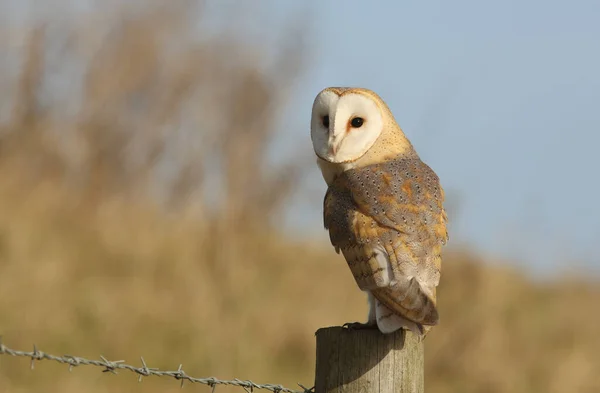 Avlanan vahşi bir Baykuş (Tyto alba) bir direğe tünemiş avını arıyor..