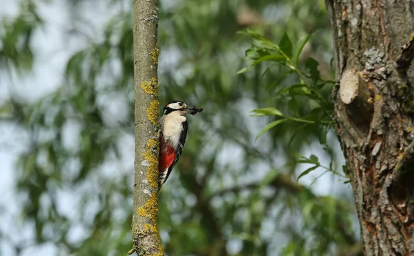 Stunning Male Great Spotted Woodpecker Dendrocopos Major Perching Tree Close — Stock Photo, Image