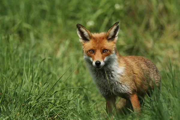 Magnífico Zorro Rojo Salvaje Vulpes Vulpes Cazando Comida Para Comer — Foto de Stock