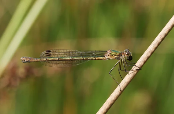Stunning Female Emerald Damselfly Lestes Sponsa Perched Reed Eating Insect — Stock Photo, Image