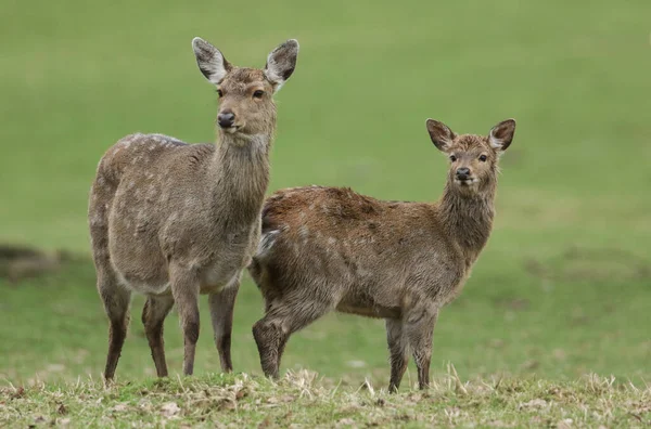 Una Bella Femmina Manciù Sika Deer Cervus Nippon Mantchuricus Simpatico — Foto Stock