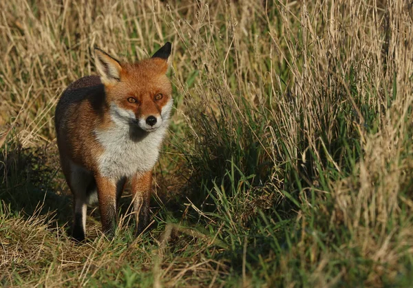 Uma Magnífica Caça Selvagem Red Fox Vulpes Vulpes Grama Longa — Fotografia de Stock