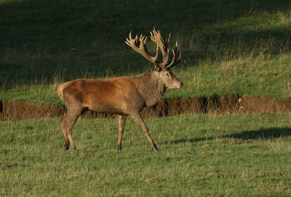 Uma Estaca Veado Vermelha Deslumbrante Elaphus Cervus Andando Através Campo — Fotografia de Stock