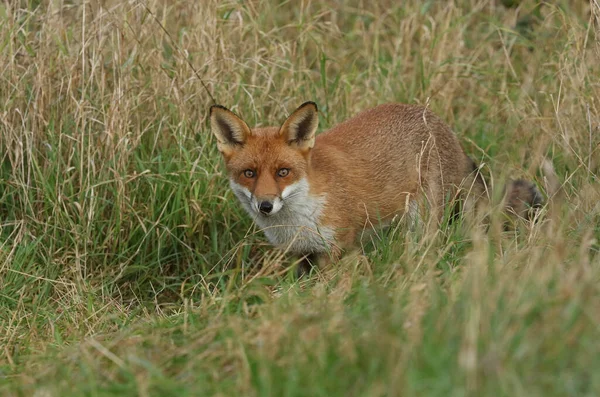 Uma Magnífica Raposa Vermelha Selvagem Vulpes Vulpes Procura Comida Para — Fotografia de Stock