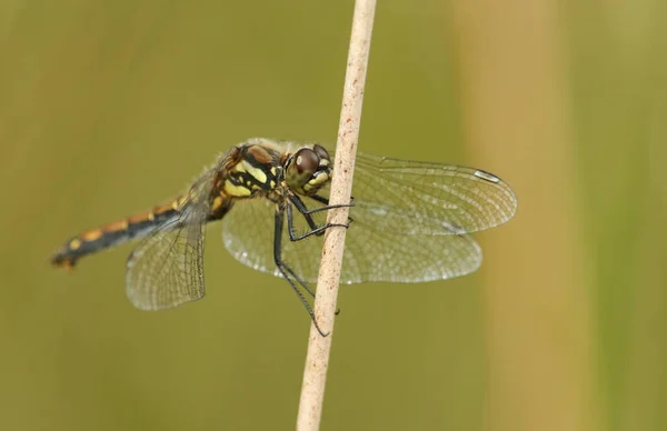 Uma Deslumbrante Fêmea Black Darter Dragonfly Sympetrum Danae Pousada Uma — Fotografia de Stock