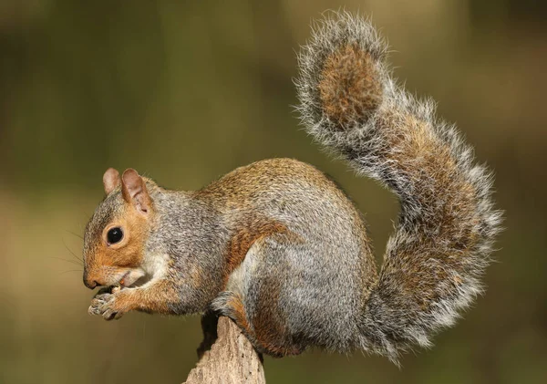 Γκρι Σκίουρος Sciurus Carolinensis Τρώει Ένα Βελανίδι Κάθεται Ένα Κούτσουρο — Φωτογραφία Αρχείου