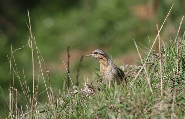 Ένα Σπάνιο Wryneck Jynx Torquilla Ένα Φθινόπωρο Και Την Άνοιξη — Φωτογραφία Αρχείου