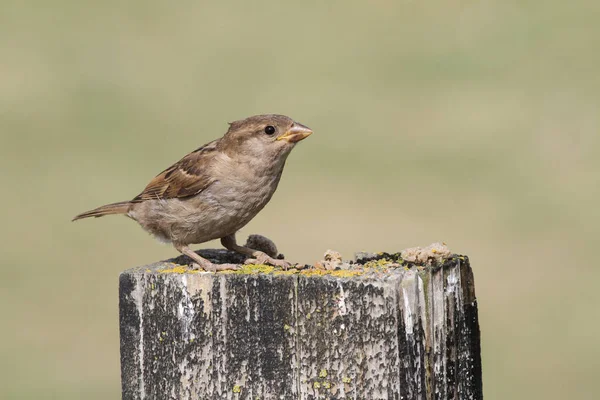 Şirin Bir Bebek Olan Serçe Passer Domesticus Bir Direğe Tünemiş — Stok fotoğraf