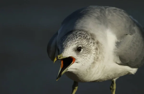 Egy Közönséges Sirály Larus Canus Fejképe Nyitott Csőrrel — Stock Fotó