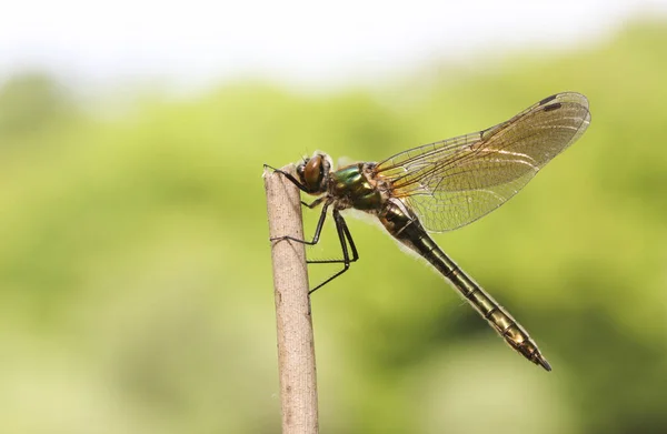 Beautiful Downy Emerald Dragonfly Cordulia Aenea Perched Reed — Stock Photo, Image