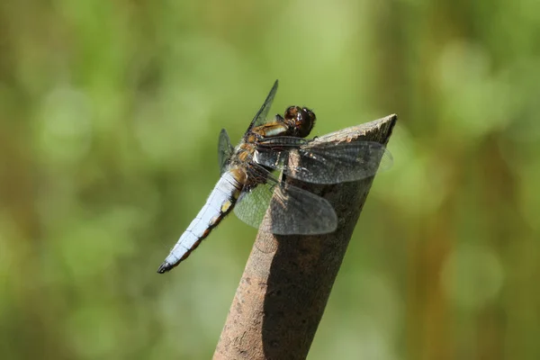 Ein Breitbeiniger Chaser Libellula Depressa Hockt Auf Einem Zweig — Stockfoto