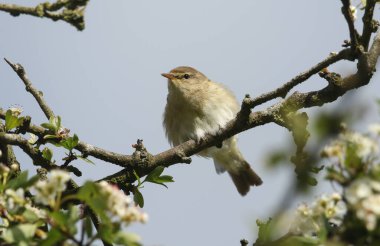Güzel bir söğüt bülbülü (Phylloscopus trochilus) bir ağaca tünemiş..