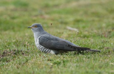 Büyüleyici bir guguk kuşu (Cuculus canorus) yerde yiyecek arıyor..