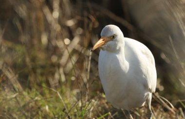 İngiltere 'de ineklerin otladığı bir tarlada yiyecek arayan güzel bir Egret (Bubulcus ibis)..
