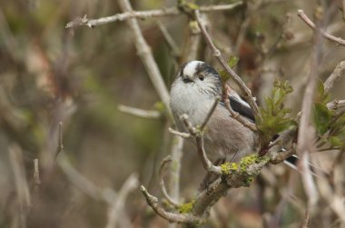 A cute Long-tailed Tit (Aegithalos caudatus) perched on a branch in a tree.