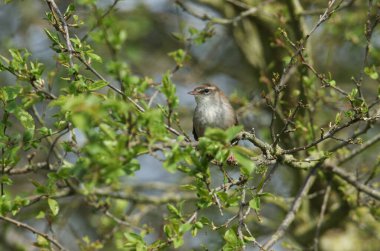 Utangaç ve yakalanması zor bir Cetti 'nin Warbler' ı (Cettia cetti) ağaçtaki bir dala tünemişti..