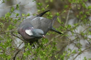 Bir Woodpidgeon, Columba palumbus, Hawthorn ağacına tünemiş yeni yaprakları yiyor..