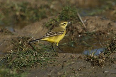 Büyüleyici sarı bir Wagtail, Motacilla flava, İngiltere 'de bataklık bir çayırda böcek avlıyor..