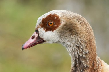 Güzel bir Mısırlı Kaz 'ın, Alopochen aegyptiaca' nın, gölün kıyısında duran bir fotoğrafı..