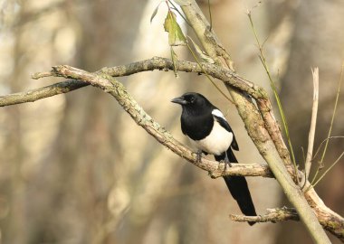 Büyüleyici bir Saksağan (Pica pica) ağaçtaki bir dala tünemiş.