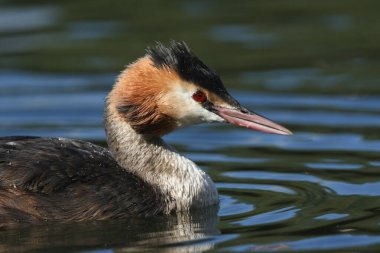 Nehirde yüzen muhteşem ibikli bir Grebe 'nin (Podiceps kristali) kafa resmi..