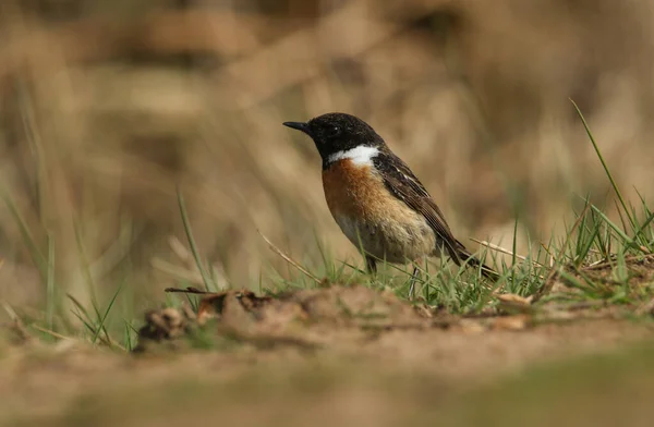 Superbe Mâle Stonechat Saxicola Torquata Chassant Sol Pour Les Insectes — Photo