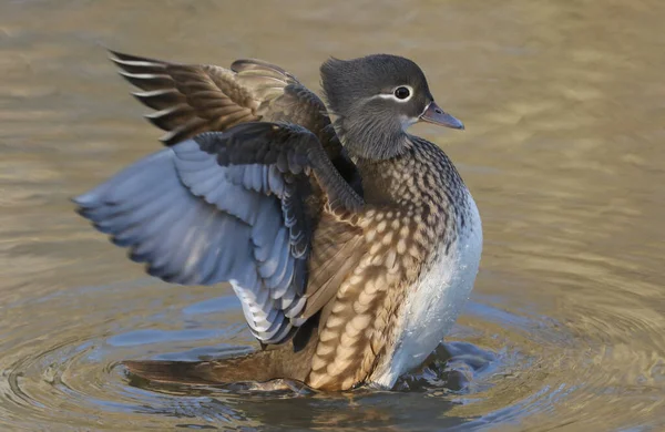 Wild Female Mandarin Duck Aix Galericulata Flapping Its Wings Whilst — Stock Photo, Image
