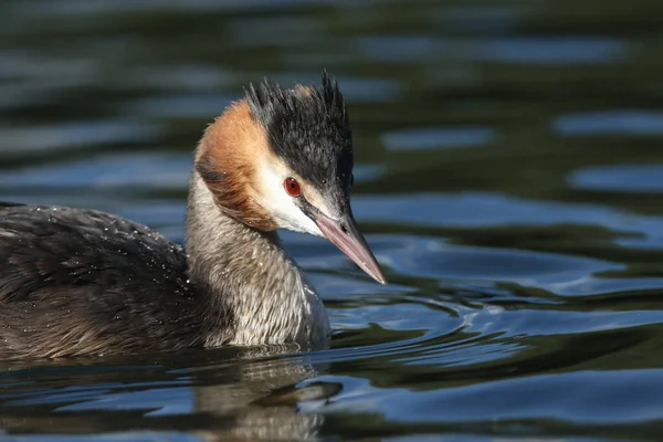 Kopfschuss Eines Atemberaubenden Haubentauchers Podiceps Cristatus Beim Schwimmen Einem Fluss — Stockfoto