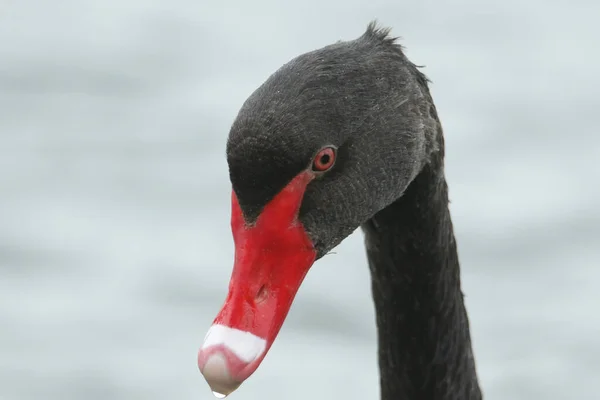 Kopfschuss Eines Schönen Schwarzen Schwans Cygnus Atratus Beim Schwimmen Auf — Stockfoto