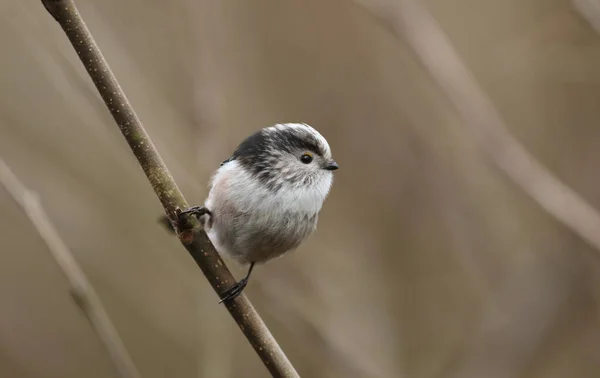 Cute Long Tailed Tit Aegithalos Caudatus Perching Branch Tree — 스톡 사진