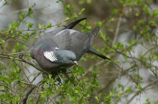 Woodpidgeon Columba Palumbus Pousando Uma Árvore Hawthorn Comendo Folhas Novas — Fotografia de Stock