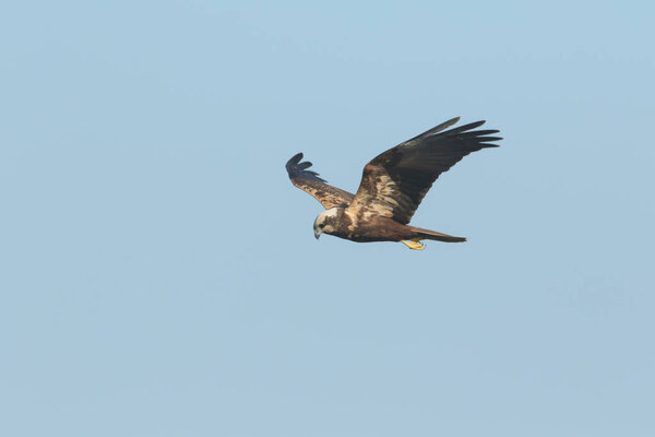 A magnificent Marsh Harrier, Circus aeruginosus, flying in the blue sky.