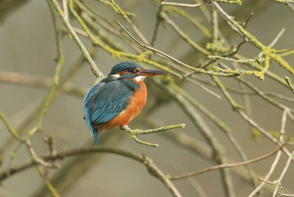 Magnífico Martín Pescador Alcedo Atthis Encaramado Una Rama Árbol Que — Foto de Stock